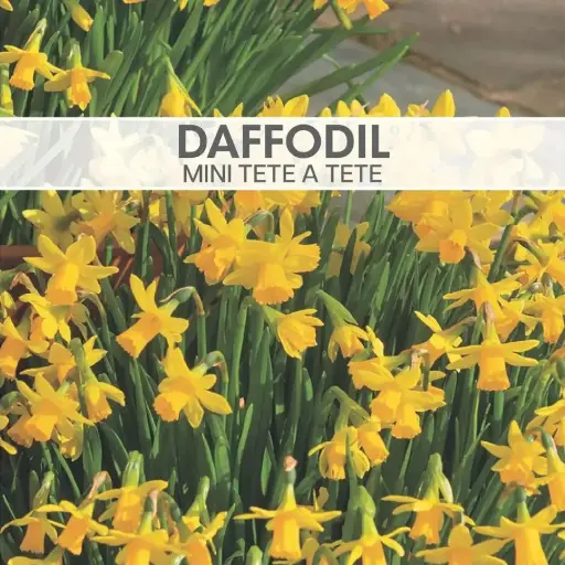 [8801] Daffodil Miniature Tete a Tete