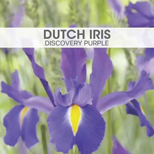 [8217] Dutch Iris Discovery Purple