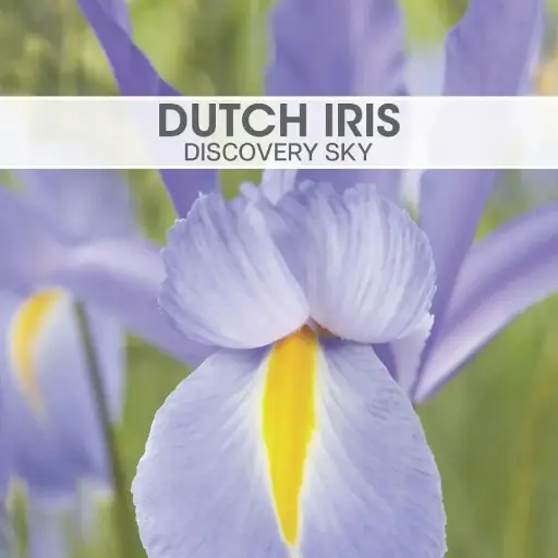 [8218] Dutch Iris Discovery Sky