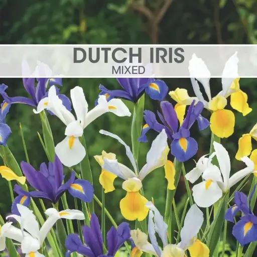 [8170] Dutch Iris Mixed 
