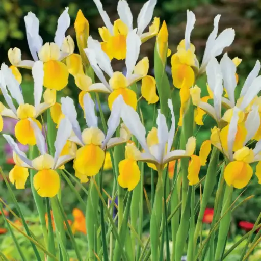 [8178] Dutch Iris Apollo