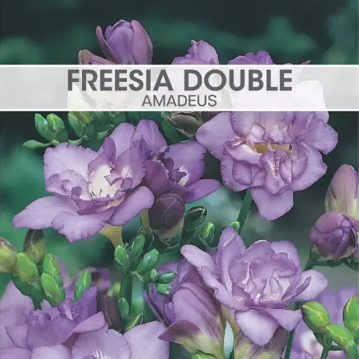 [7715] Freesia Double Amadeus