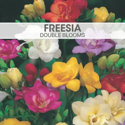[8190] Freesia Double Blooms