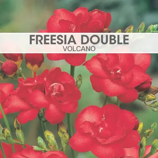 [7719] Freesia Double Volcano