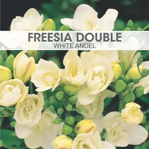 [7717] Freesia Double White Angel
