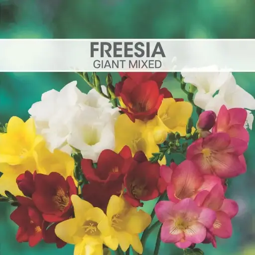 [7740] Freesia Giant Mix