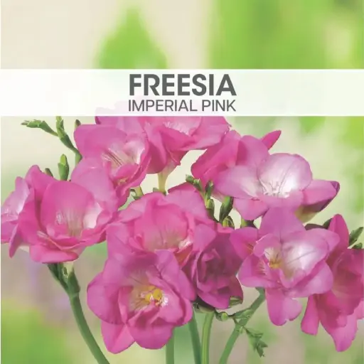 [8179] Freesia Imperial Pink