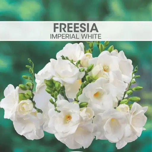 [8181] Freesia Imperial White
