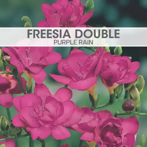 [7735] Freesia Double Purple Rain