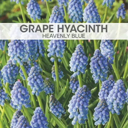 [8092] Grape Hyacinth Heavenly Blue