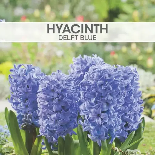 [8230] Hyacinth Delft Blue
