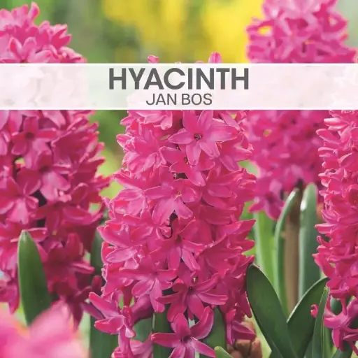 [7723] Hyacinth Jan Bos
