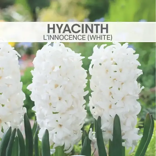 [8250] Hyacinth L'lnnocence White