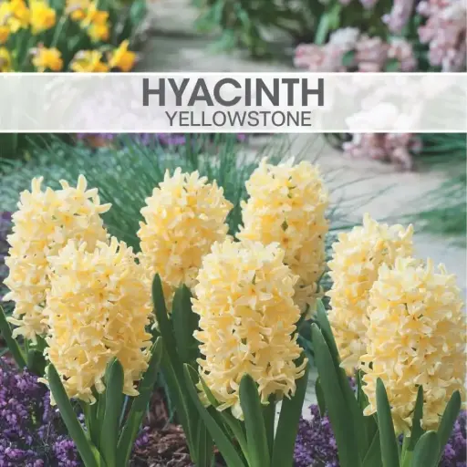 [8142] Hyacinth Yellowstone