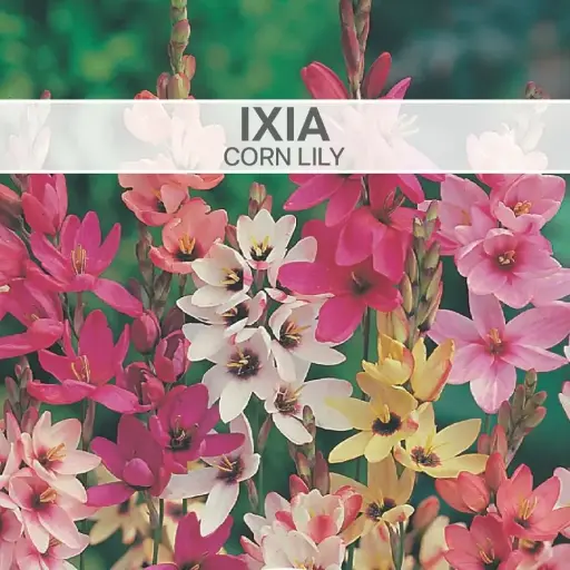 [8260] Ixia Corn Lily
