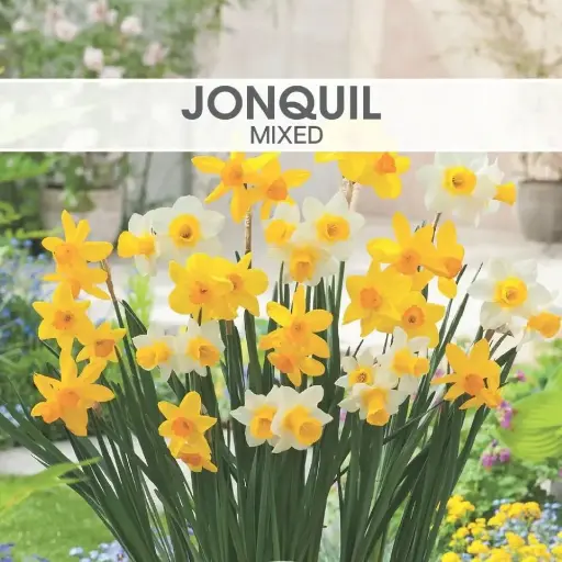 [8265] Jonquil Mixed Shades