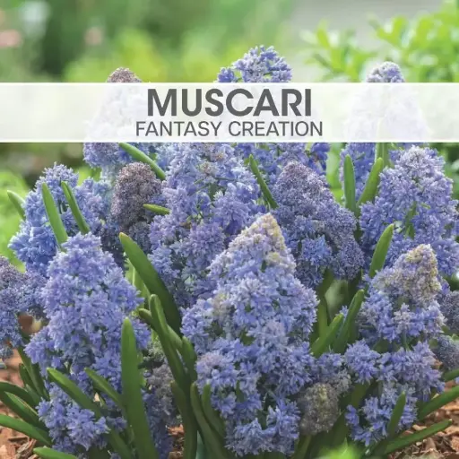 [7963] Muscari Fantasy Creation