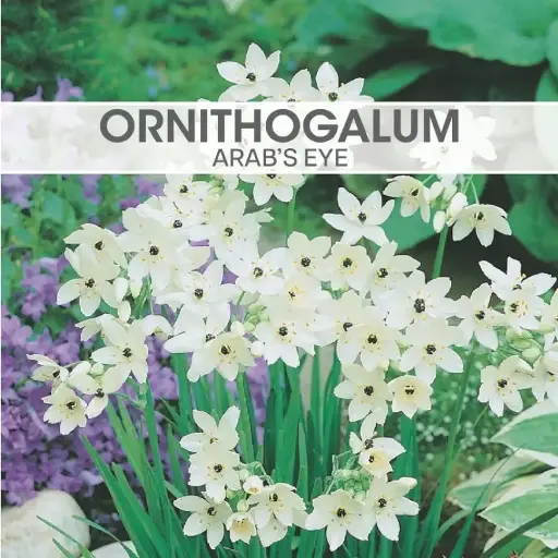 [8300] Ornithogalum Arab's Eye