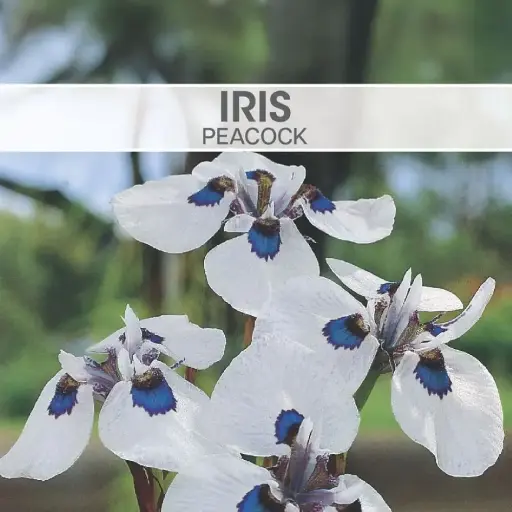 [8725] Moraea Peacock Iris