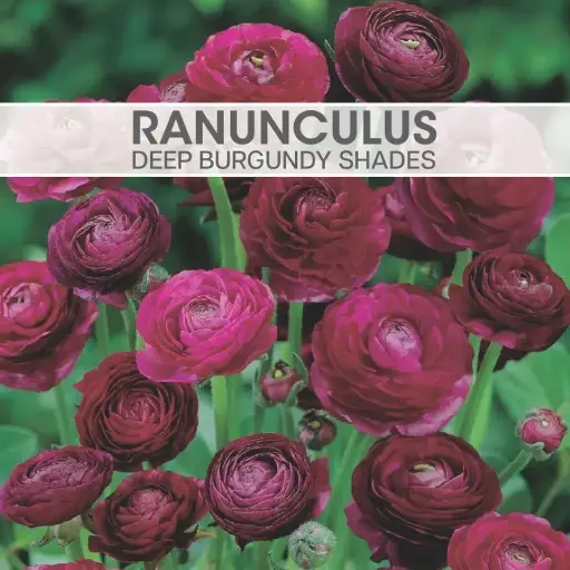 [8330] Ranunculus Deep Burgundy Shades