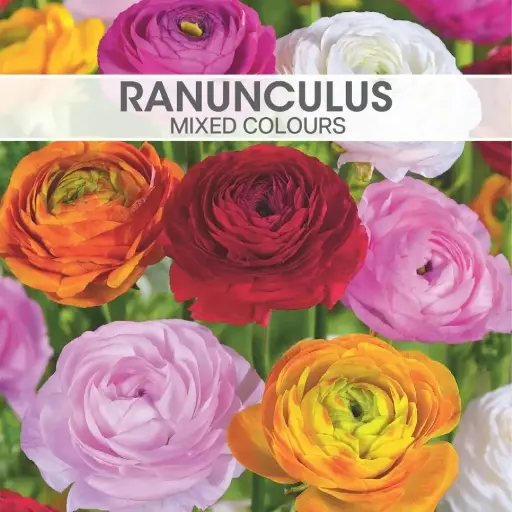 [8320] Ranunculus Mixed Colours