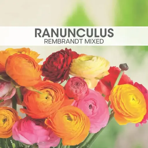 [8350] Ranunculus Rembrandt Mixed