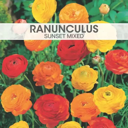 [7730] Ranunculus Sunset Mixed