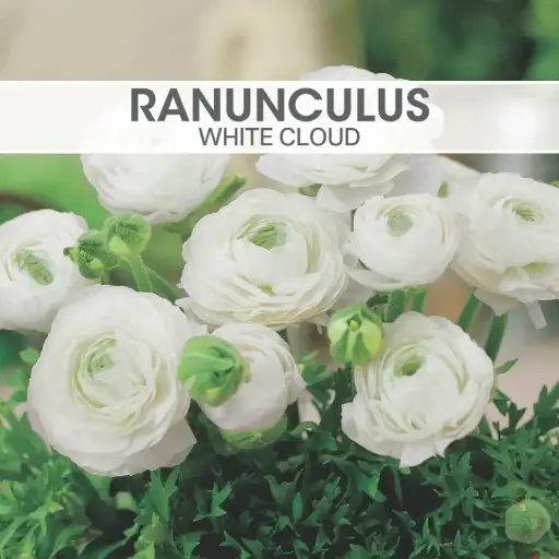 [8360] Ranunculus White Cloud