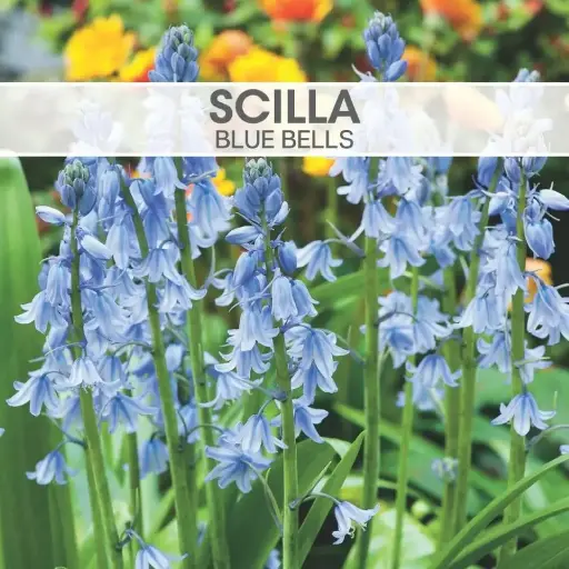 [8370] Scilla Blue Bells 