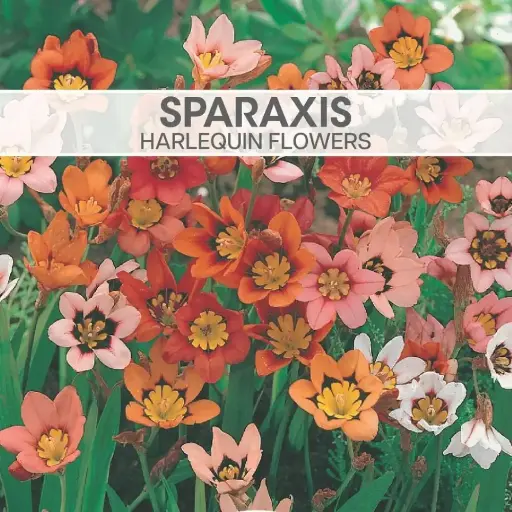 [8094] Sparaxis Harlequin