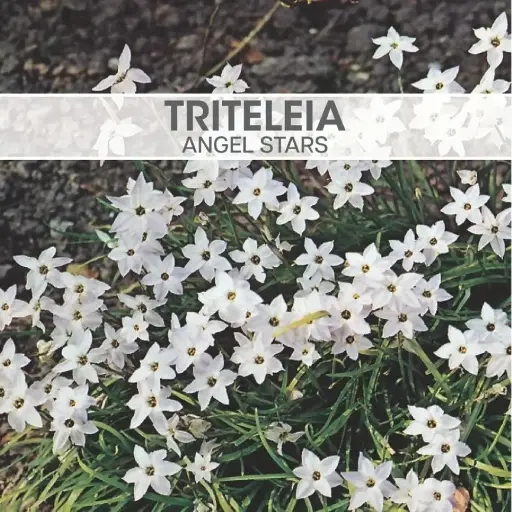 [8408] Triteleia Angel Stars