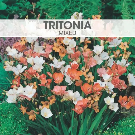 [8219] Tritonia Mixed