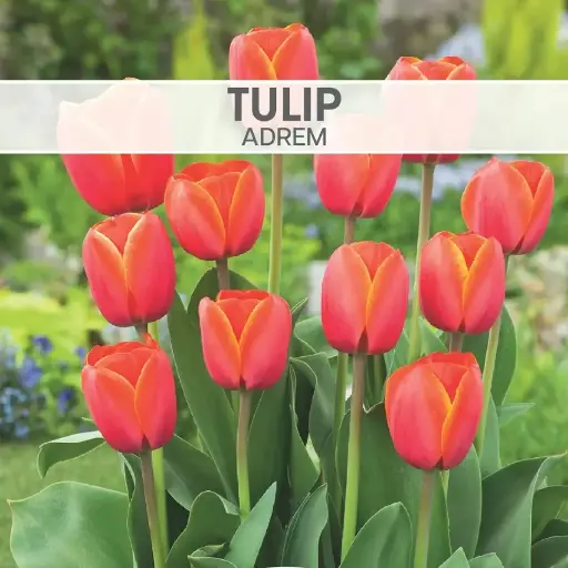 [7983] Tulip Ad Rem