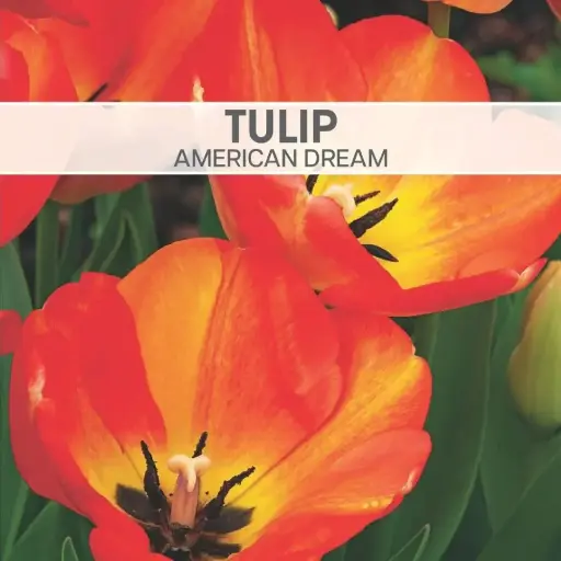 [8023] Tulip American Dream