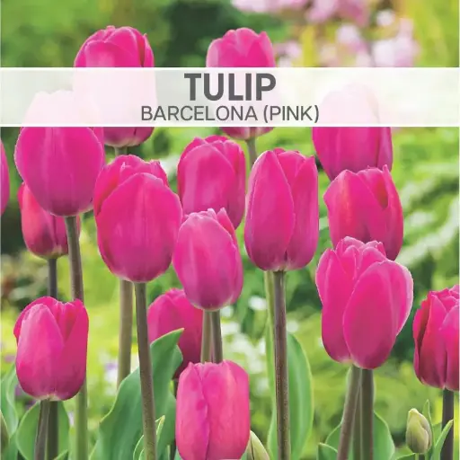 [8450] Tulip Barcelona