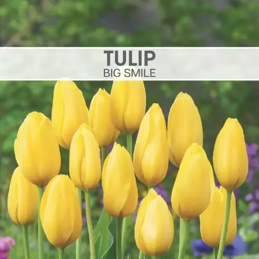 [7727] Tulip Big Smile