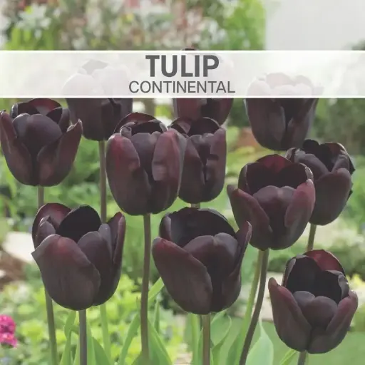 [8061] Tulip Continental