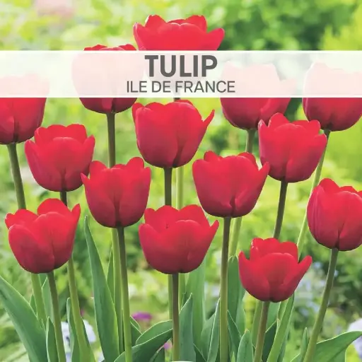 [7985] Tulip Ile de France