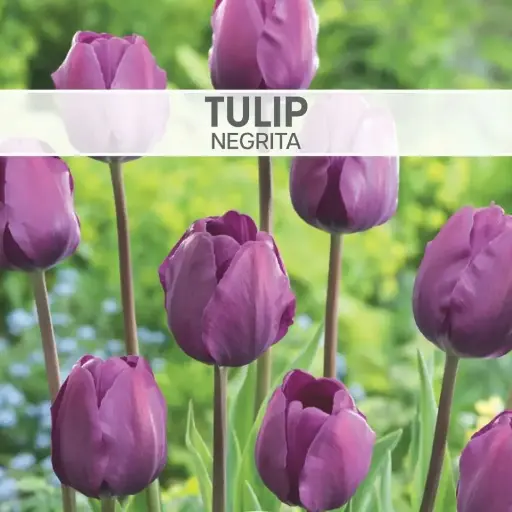 [7986] Tulip Negrita