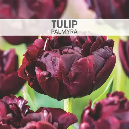 [8024] Tulip Palmyra