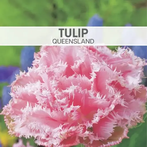 [8114] Tulip Queensland