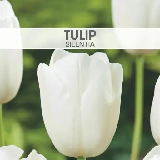 [8460] Tulip Silentia
