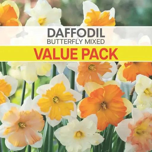 [8621] Daffodil Butterfly Mixed Value Pack