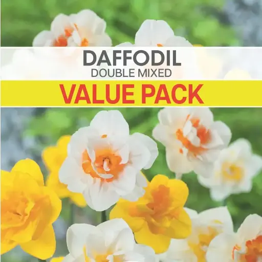 [8618] Daffodil Double Mixed Value Pack