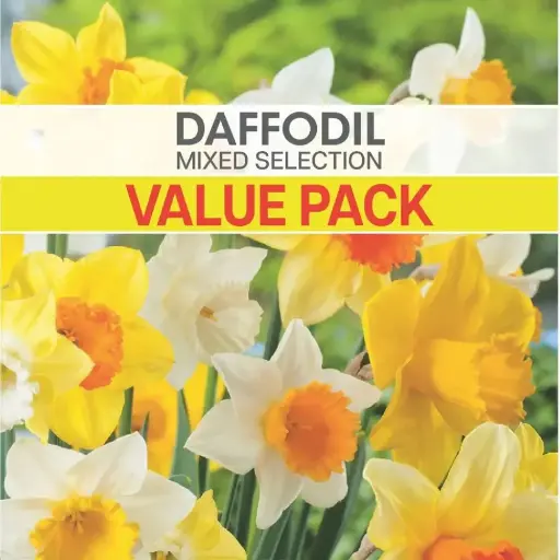 [8685] Daffodil Mixed Value Pack