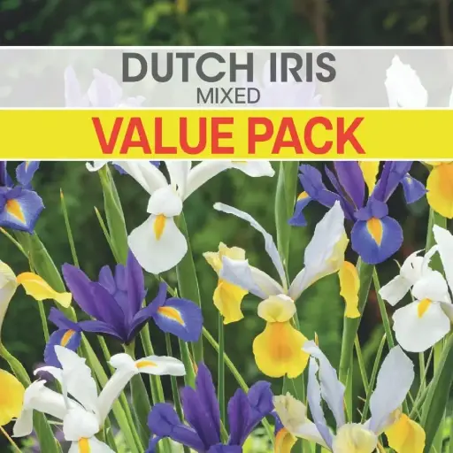 [8971] Dutch Iris Mixed Bulbs Value Pack