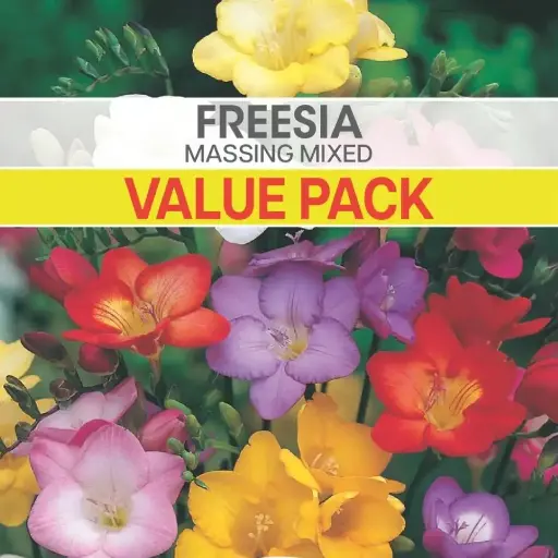[8972] Freesia Massing Mixed Value Pack
