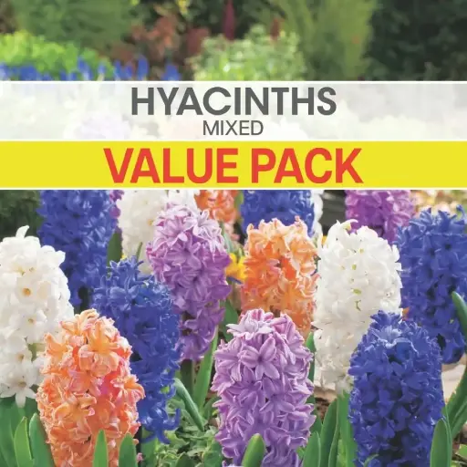 [8705] Hyacinth Mixed Value Pack