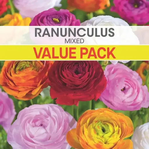 [8974] Ranunculus Mixed Value Pack