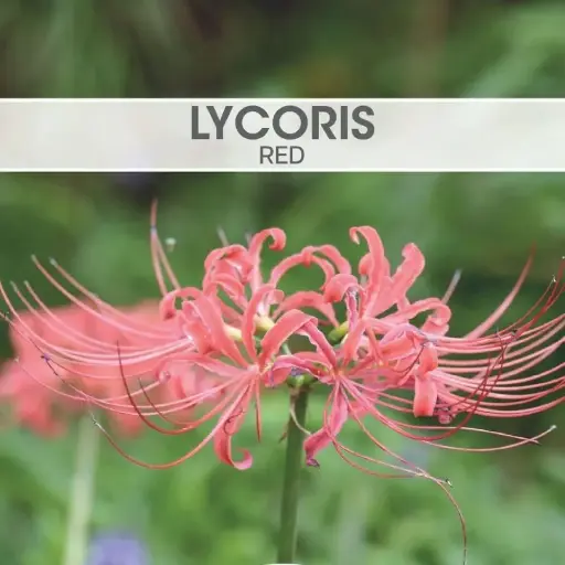 [8902] Lycoris Red